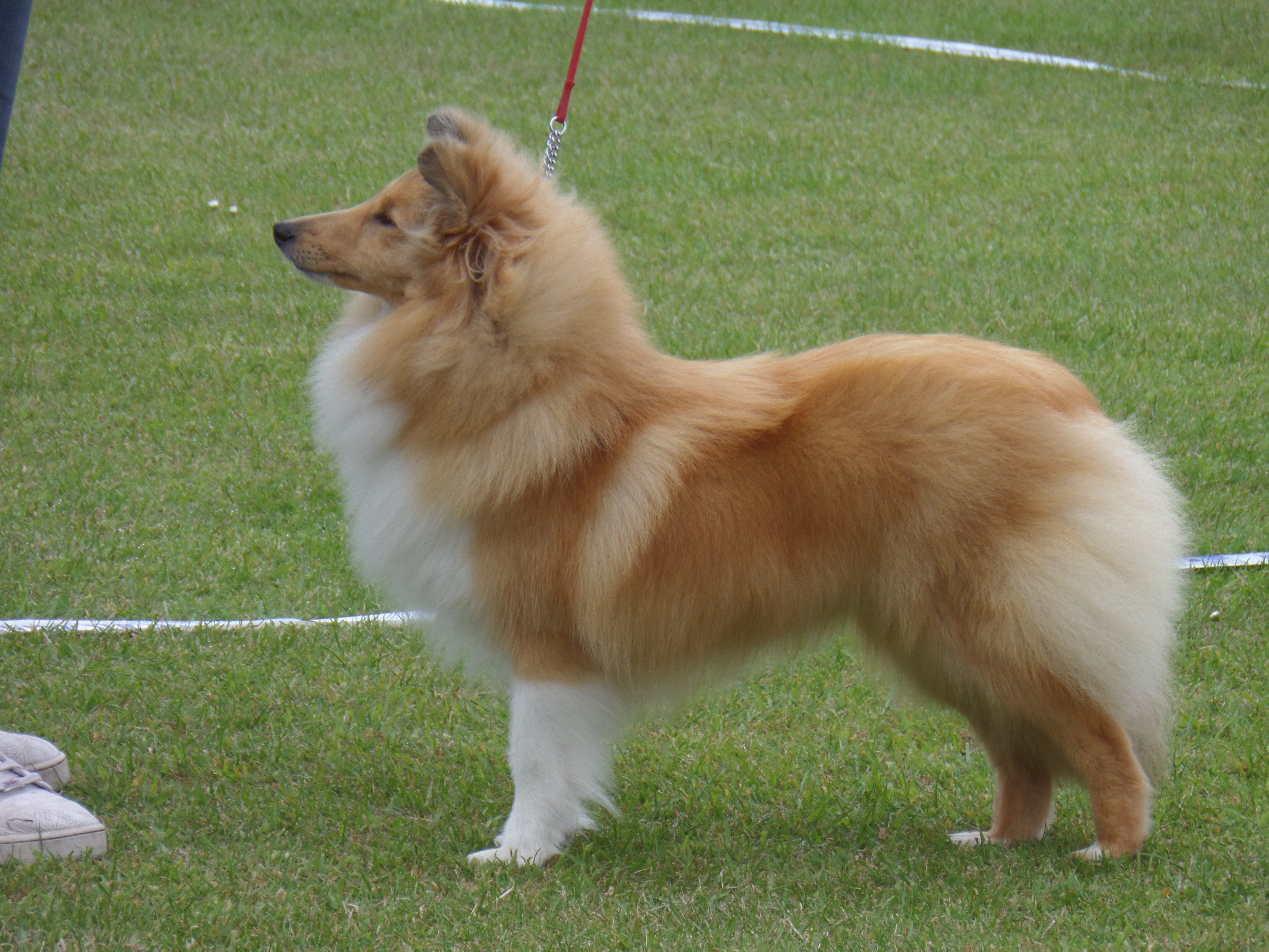 mini goldendoodles for adoption